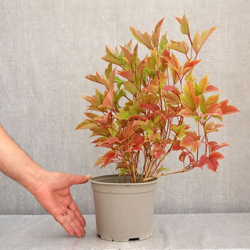 Viburnum trilobum Spring Red Compact 3L/4L pot sample as delivered in summer