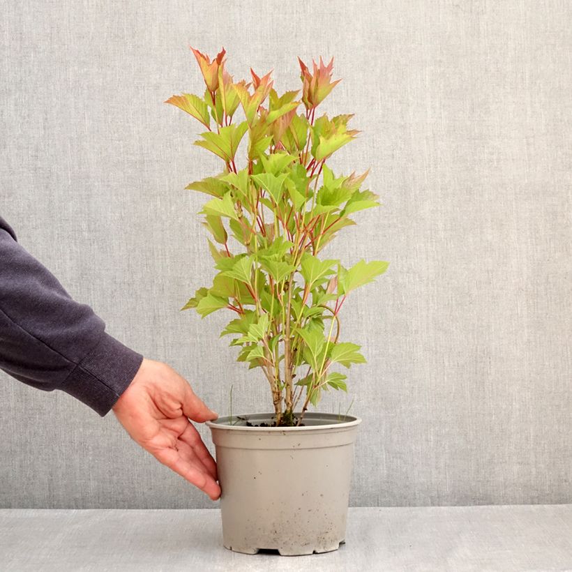 Viburnum trilobum Spring Red Compact 3L/4L pot sample as delivered in spring