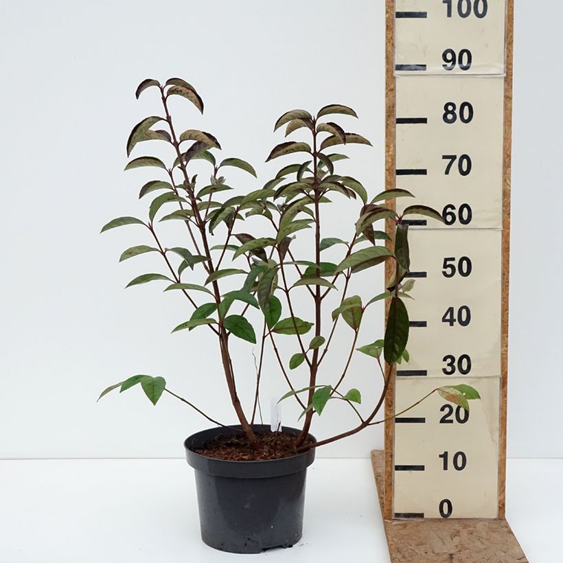 Viburnum Le Bois Marquis 7.5L/10L pot sample as delivered in winter