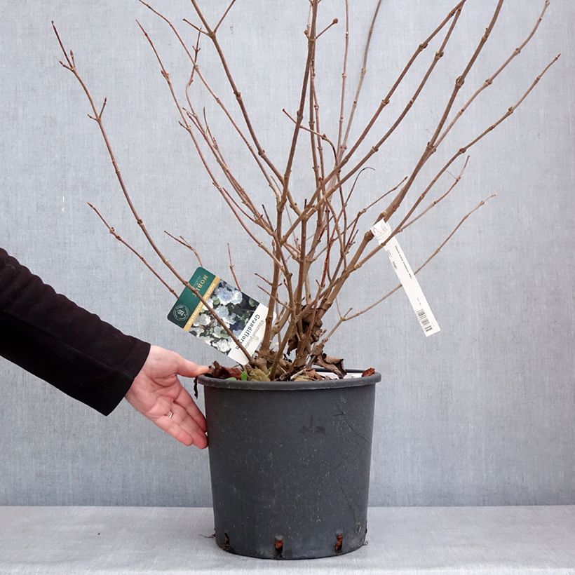 Viburnum plicatum Grandiflorum Noble 7.5L/10L pot sample as delivered in winter