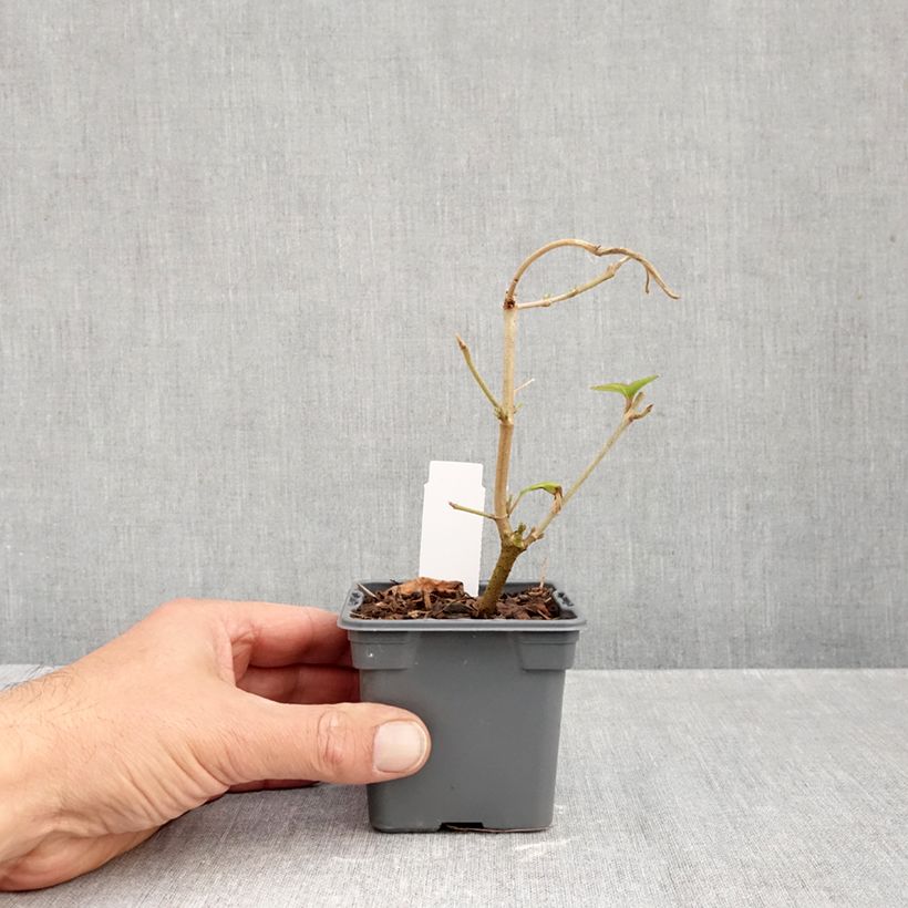 Viburnum plicatum Kilimanjaro 8/9 cm pot sample as delivered in autumn