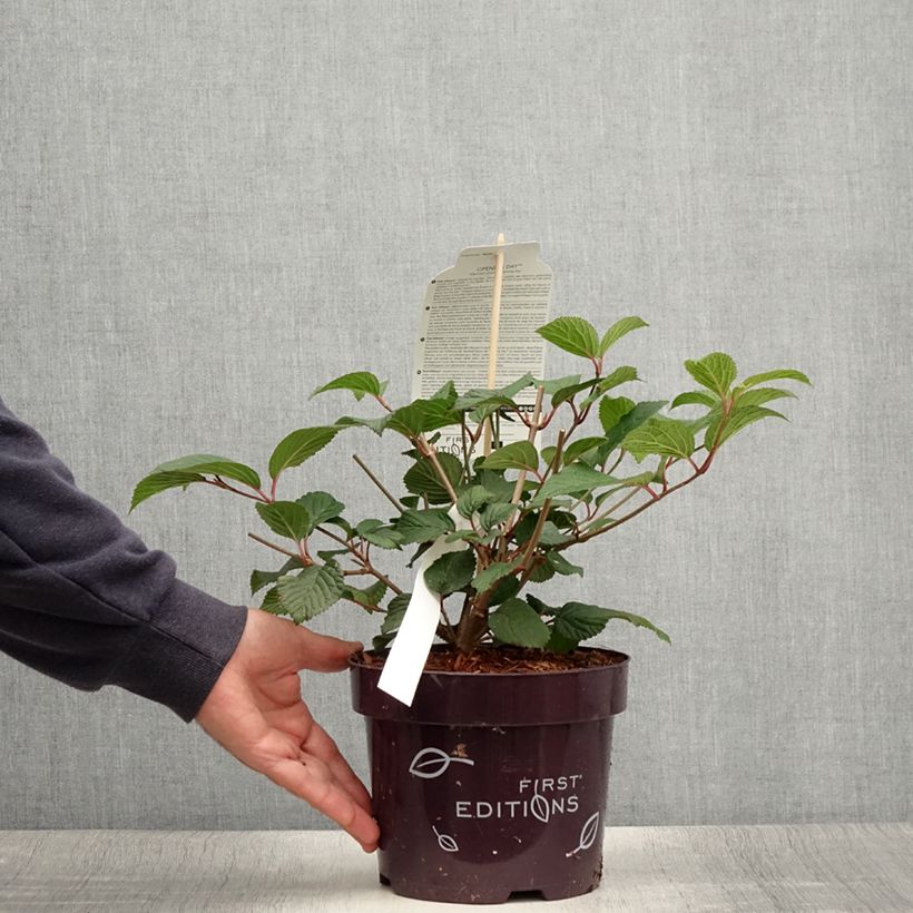 Viburnum plicatum Opening Day 1.5L/2L pot sample as delivered in summer