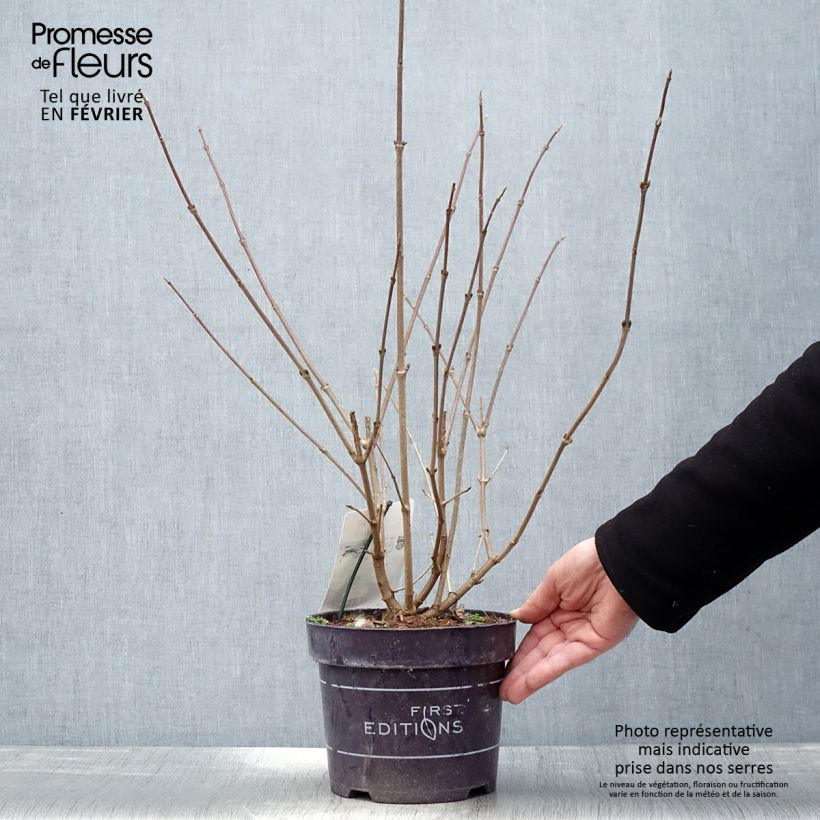 Viburnum plicatum Opening Day 1.5L/2L pot sample as delivered in winter