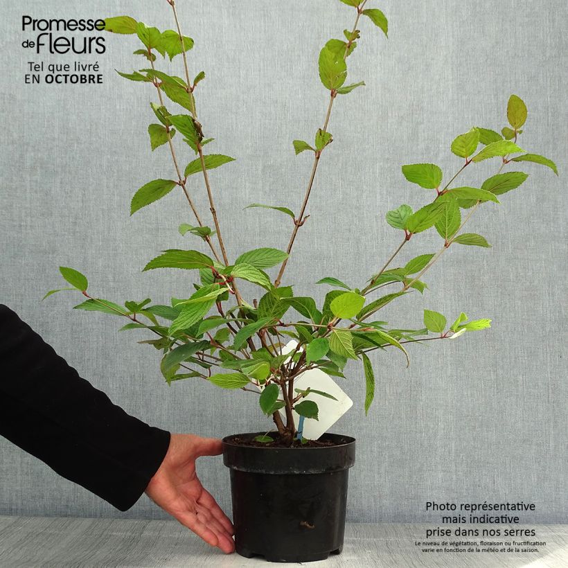 Viburnum plicatum Pink Beauty 2L/3L pot sample as delivered in autumn