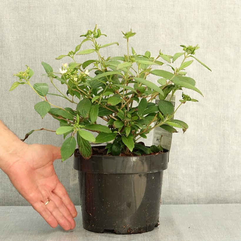 Viburnum plicatum Pinkawai® 3L/4L pot sample as delivered in summer