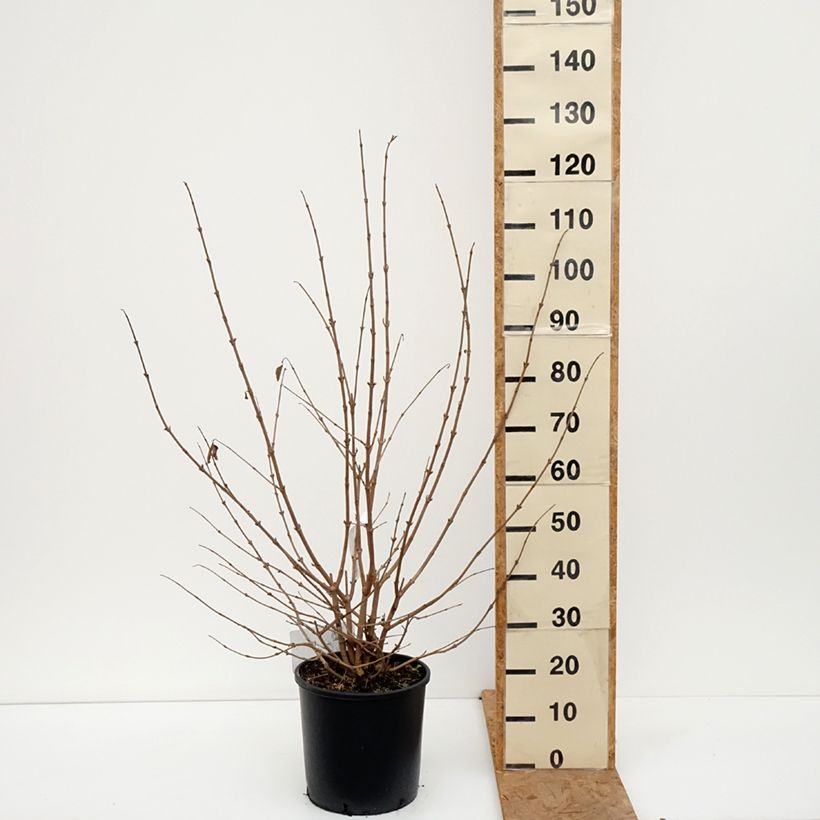 Viburnum plicatum Popcorn 7.5L/10L pot sample as delivered in autumn
