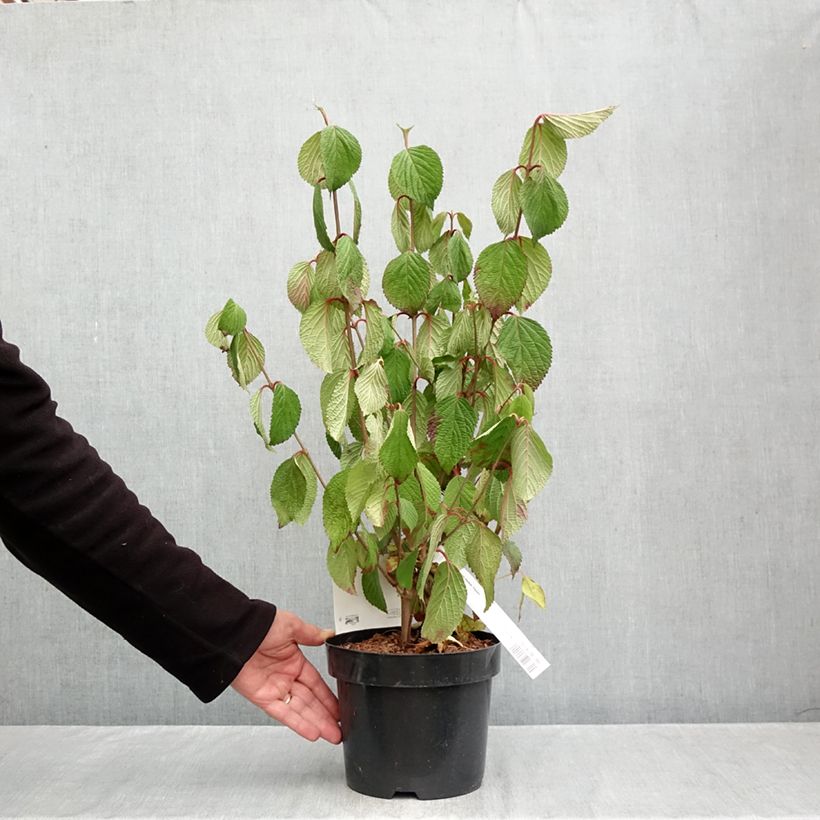 Viburnum plicatum Popcorn 3L/4L pot sample as delivered in autumn