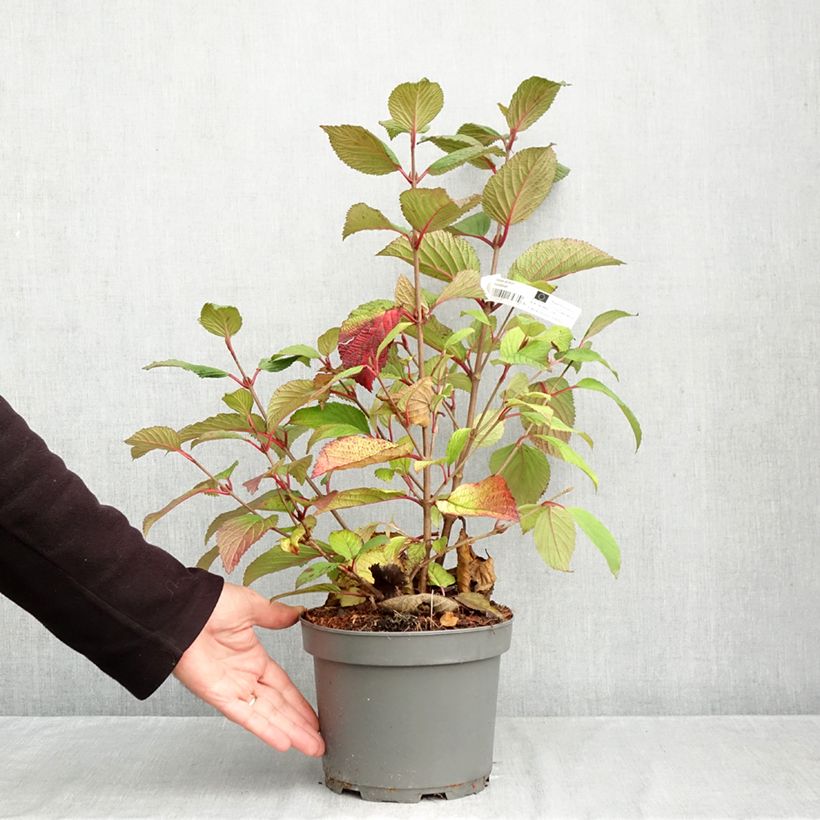 Viburnum plicatum f. tomentosum Kilimandjaro Sunrise - Japanese Snowball 3L/4L pot sample as delivered in autumn