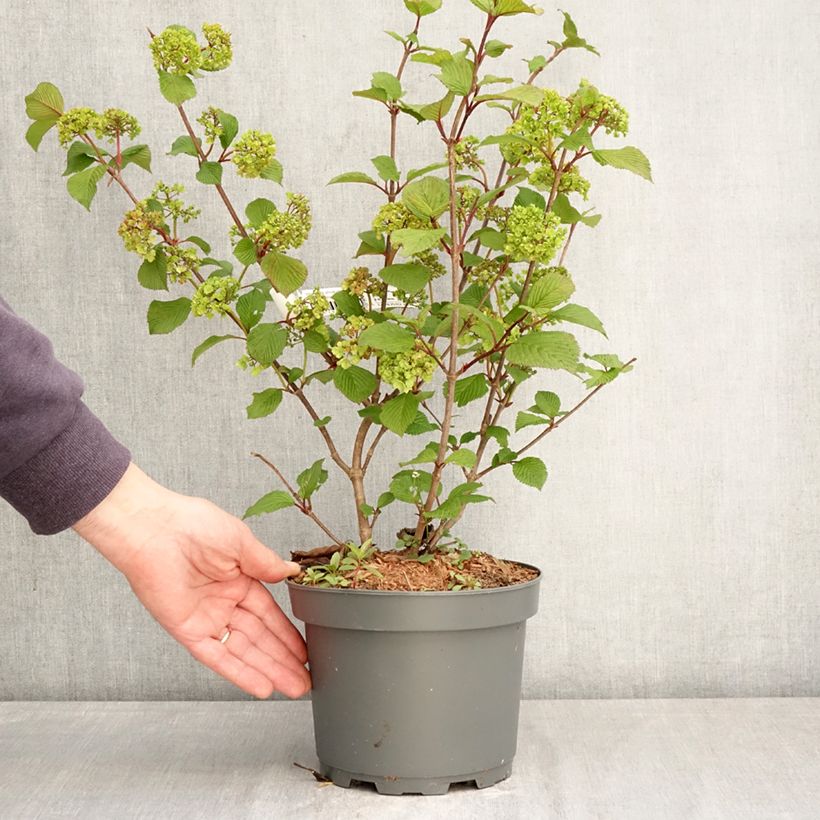 Viburnum plicatum f. tomentosum Kilimandjaro Sunrise - Japanese Snowball 3L/4L pot sample as delivered in spring