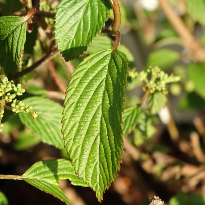 Viburnum plicatum Shirogami® (Foliage)