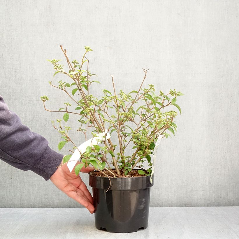 Viburnum plicatum Shirogami® 3L/4L pot sample as delivered in spring