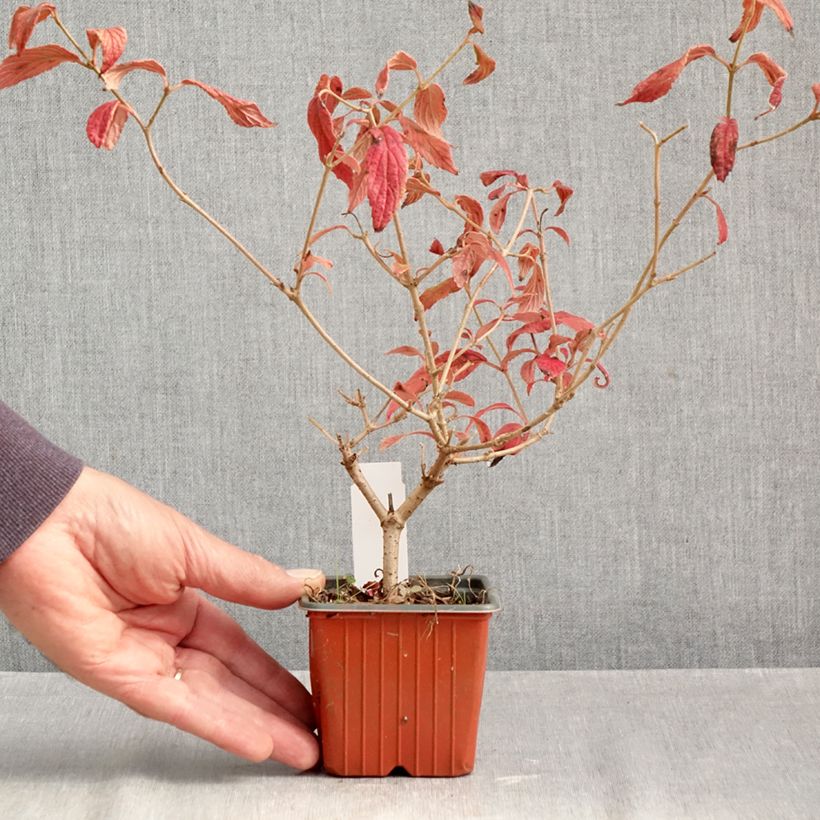 Viburnum plicatum Watanabe 8/9 cm pot sample as delivered in autumn