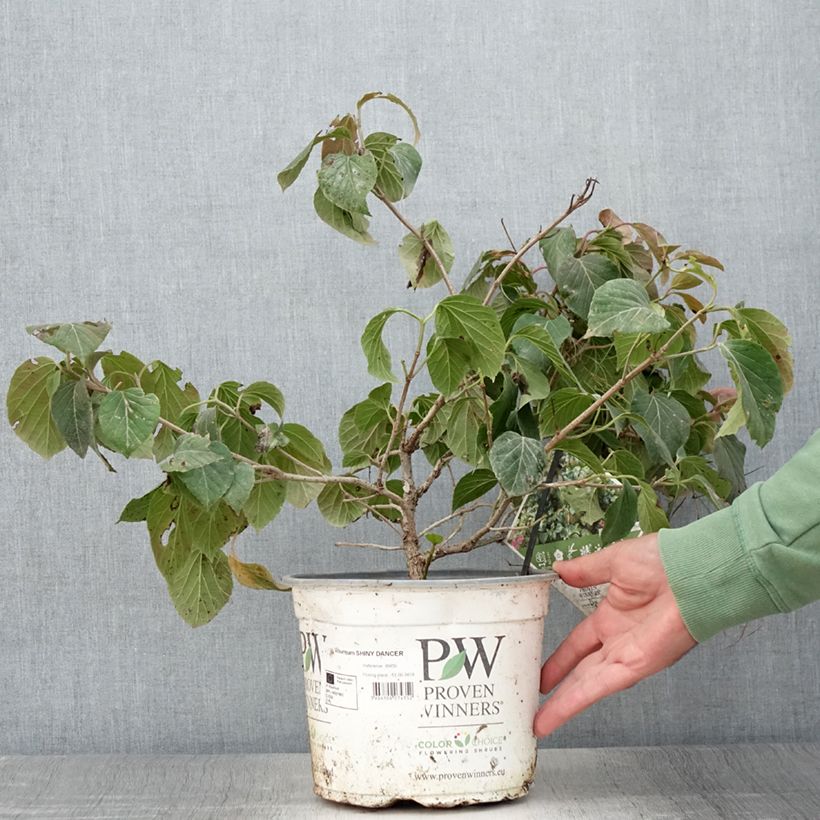 Viburnum Shiny Dancer 3L/4L pot sample as delivered in summer