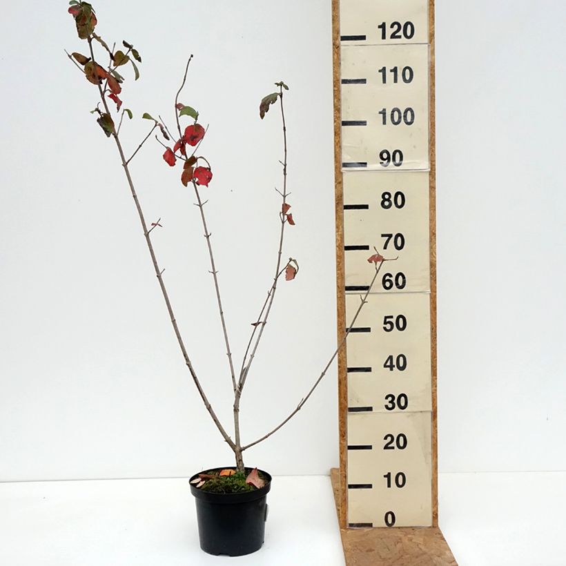 Viburnum x carlcephalum 3L/4L pot sample as delivered in autumn