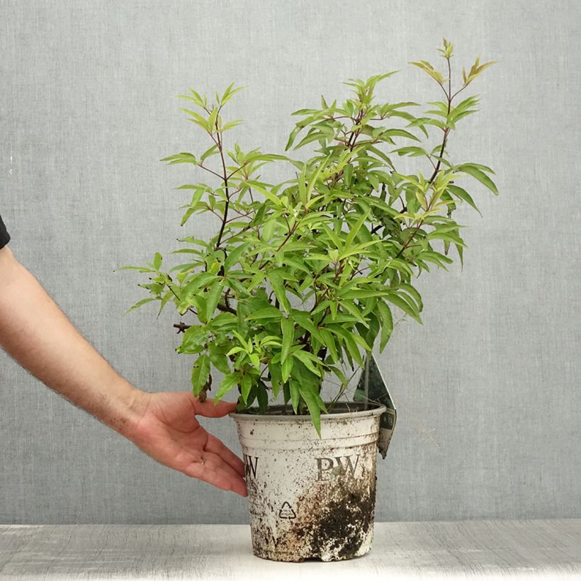 Vitex agnus-castus Blue Didley - Chaste Tree 3L/4L pot sample as delivered in summer