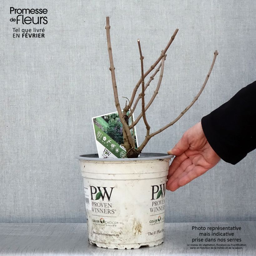 Vitex agnus-castus Blue Didley - Chaste Tree 3L/4L pot sample as delivered in winter