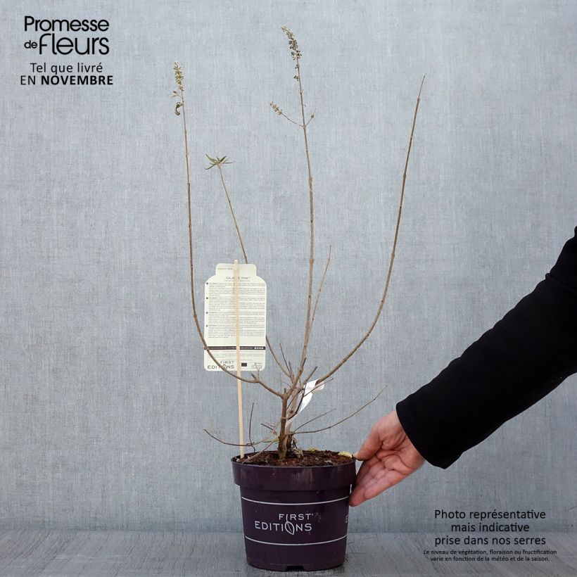 Vitex agnus-castus Galactic Pink - Chaste Tree 3L/4L pot sample as delivered in autumn