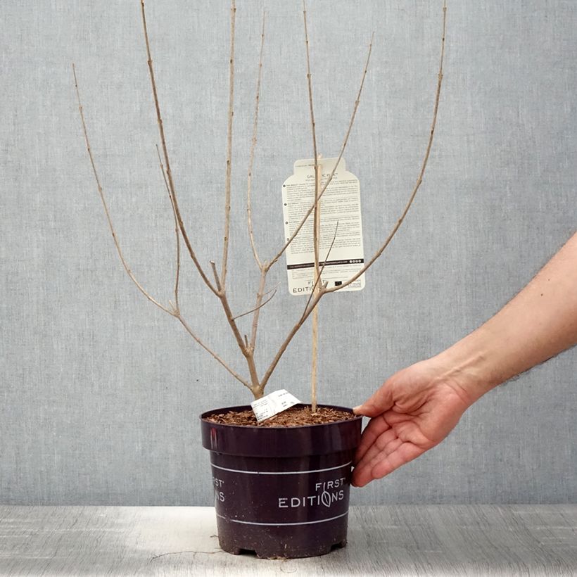 Vitex agnus-castus Galactic Pink - Chaste Tree 3L/4L pot sample as delivered in spring