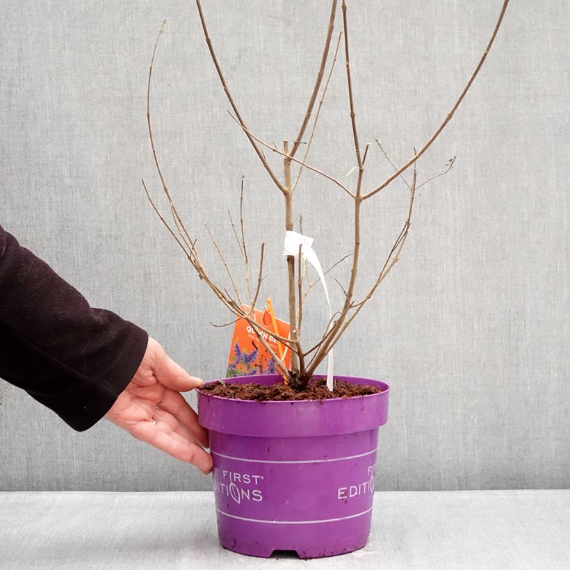 Vitex agnus-castus ‘Bailtexthree’ Queen Bee - Gattilier Queen Bee 3L/4L pot sample as delivered in winter