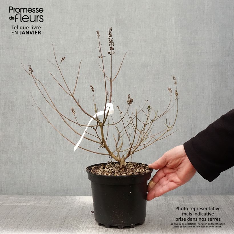 Vitex agnus-castus Santamaria - Chaste Tree 3L/4L pot sample as delivered in winter