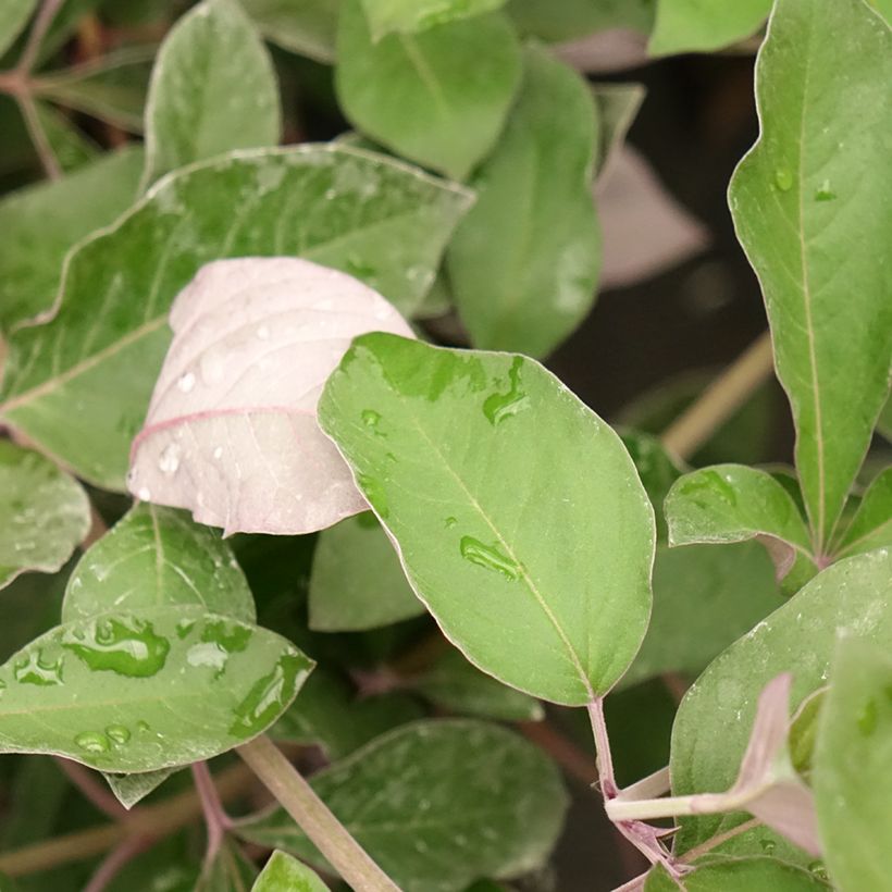 Vitex trifolia Purpurea - Chaste Tree (Foliage)