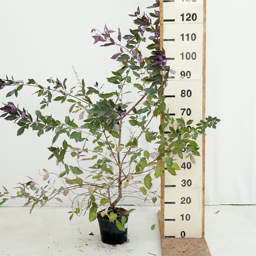 Vitex trifolia Purpurea - Chaste Tree 3L/4L pot sample as delivered in autumn