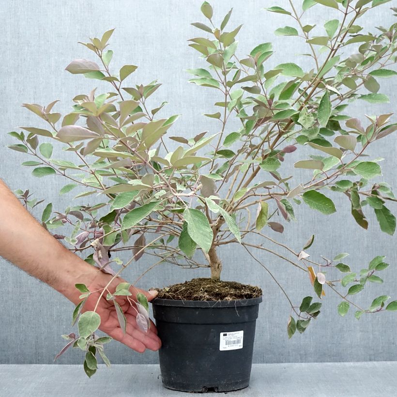 Vitex trifolia Purpurea - Arabian lilac 3L/4L pot sample as delivered in summer