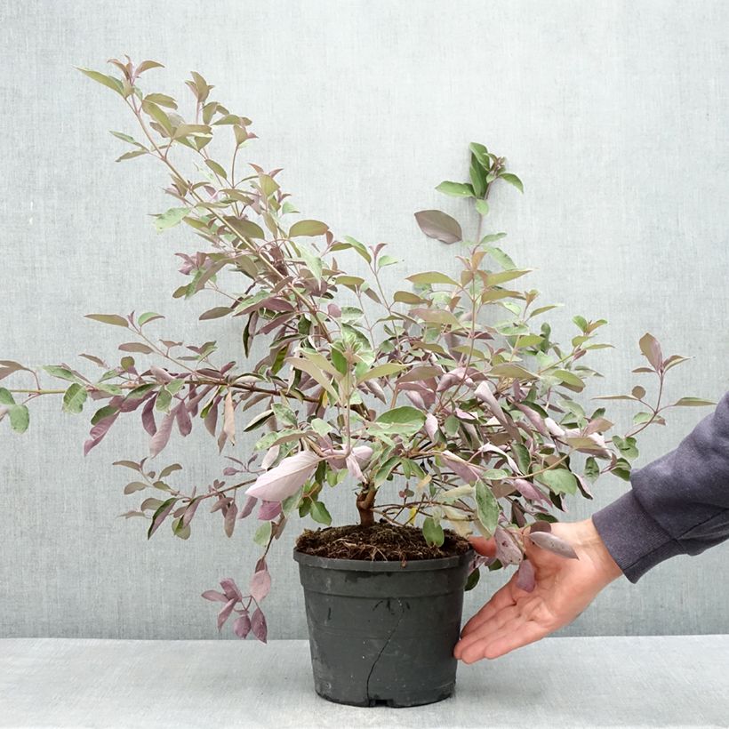 Vitex trifolia Purpurea - Arabian lilac 3L/4L pot sample as delivered in spring