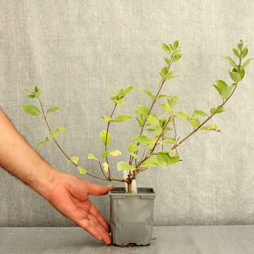Vitex agnus-castus Chicagoland Blues - Chaste Tree 12cm pot sample as delivered in summer