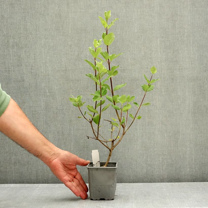 Vitex agnus-castus Chicagoland Blues - Chaste Tree 12cm pot sample as delivered in spring