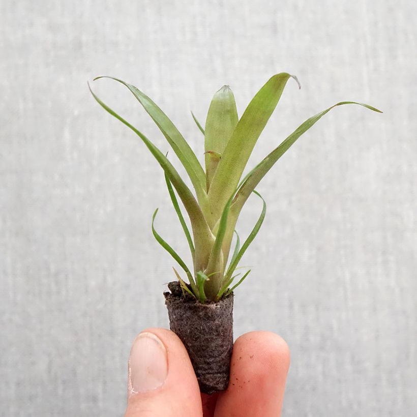 Vriesea carinata Christiane - Flaming sword plant Mini-plante sample as delivered in spring