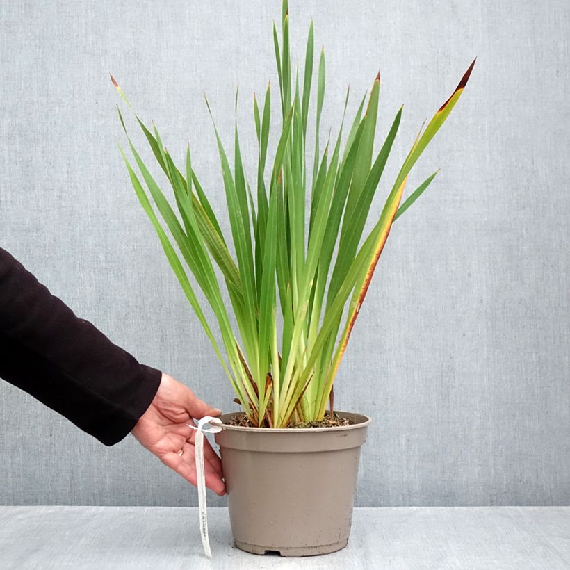 Watsonia Gigantea  4L/5L pot size 10+ sample as delivered in autumn