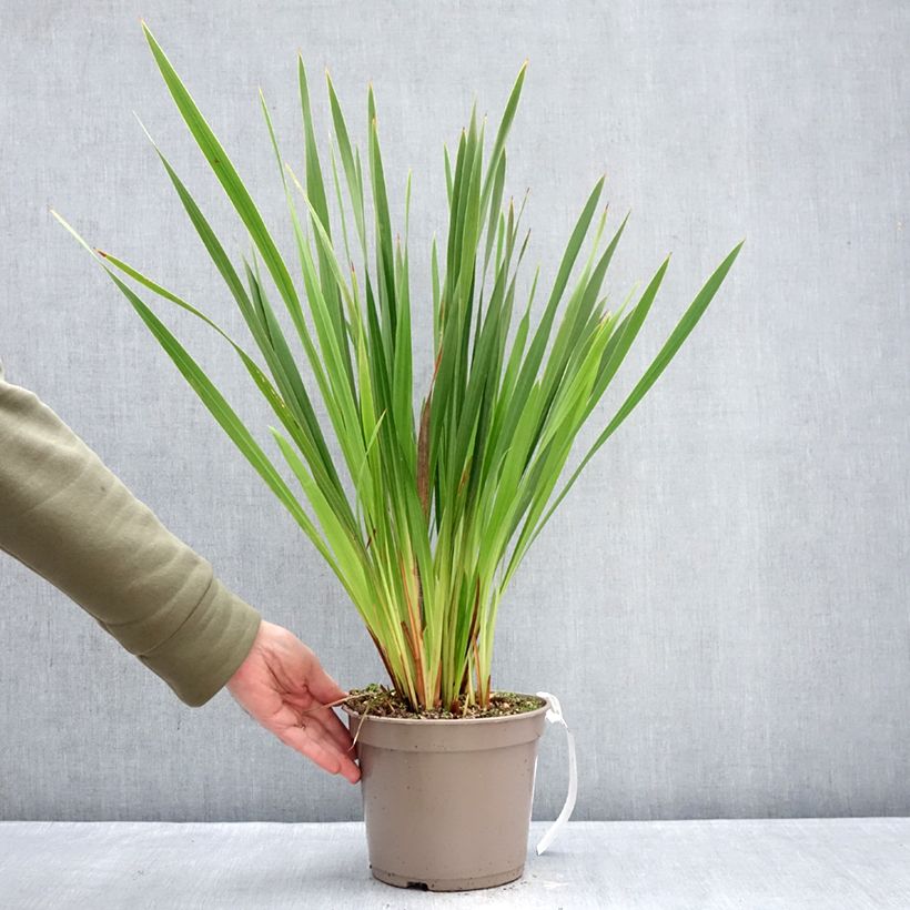Watsonia Gigantea  4L/5L pot size 10+ sample as delivered in winter