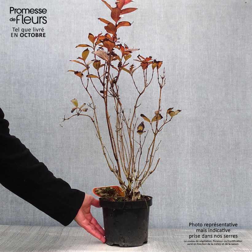 Weigela Black and White 3L/4L pot sample as delivered in autumn