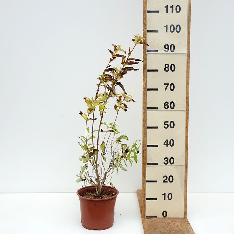 Weigela Briant Rubidor 4L/5L pot sample as delivered in autumn