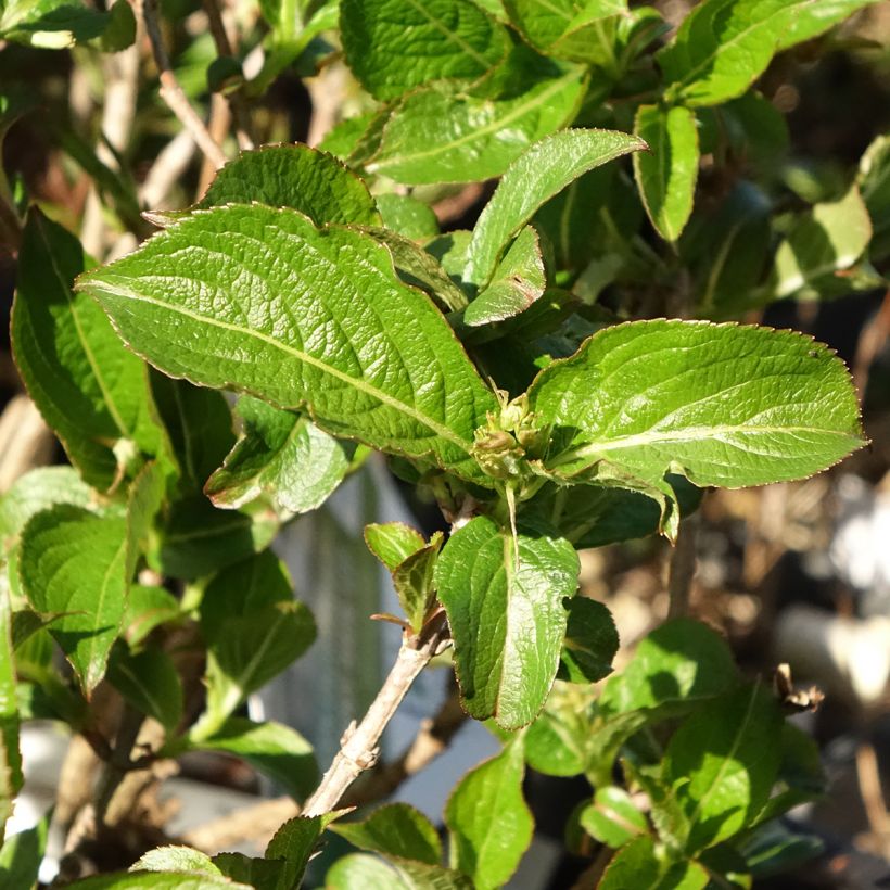 Weigela florida Colourtwist Sunny Side Up (Foliage)