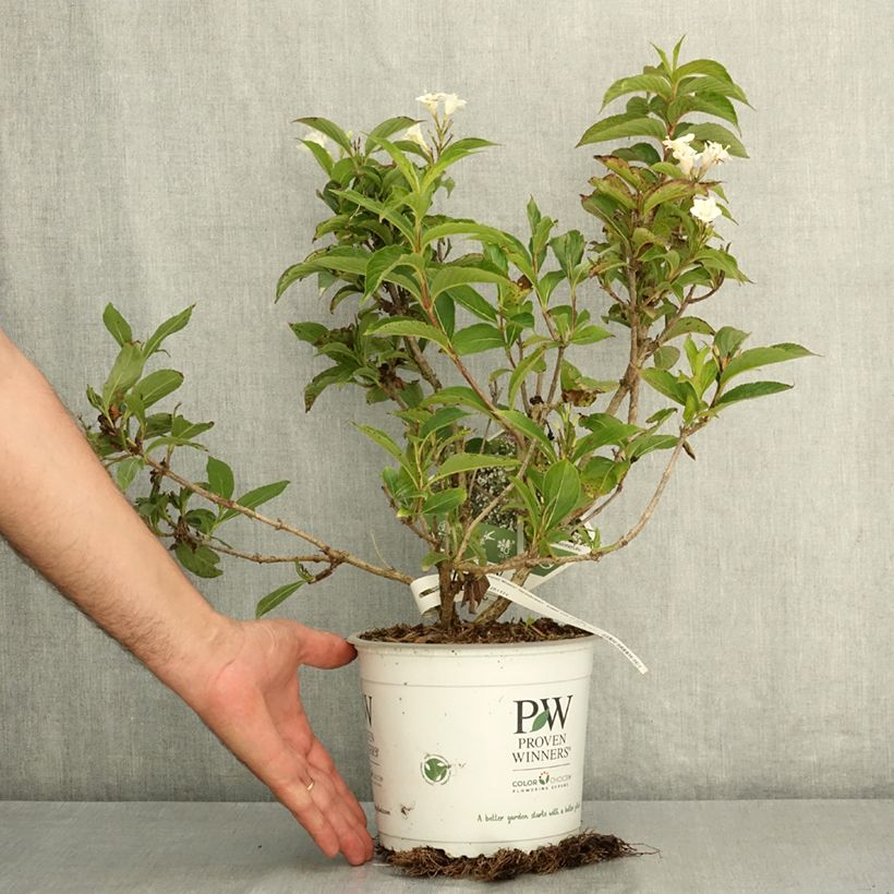 Weigela florida Colourtwist Sunny Side Up 3L/4L pot sample as delivered in summer