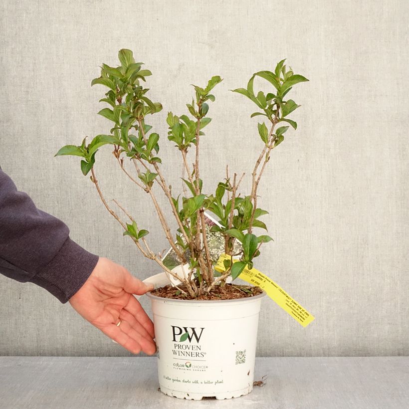 Weigela florida Colourtwist Sunny Side Up 3L/4L pot sample as delivered in spring