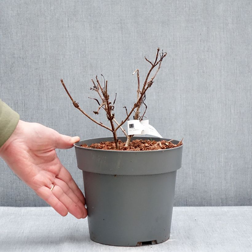 Weigela florida Electric Love 2L/3L pot sample as delivered in winter