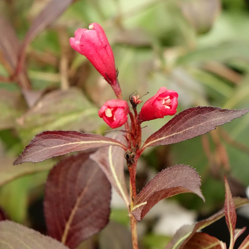 Weigela florida Electric Love (Flowering)