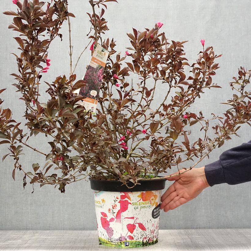 Weigela  florida Alexandra 4L/5L pot sample as delivered in spring