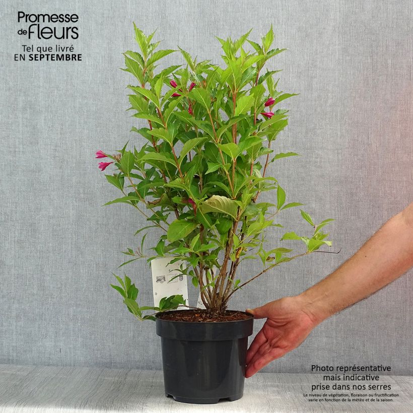 Weigela florida Big Love 3L/4L pot sample as delivered in summer