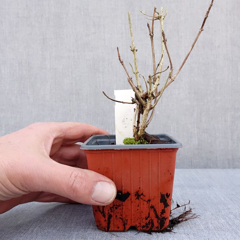 Weigela florida Brigela 8/9 cm pot sample as delivered in winter