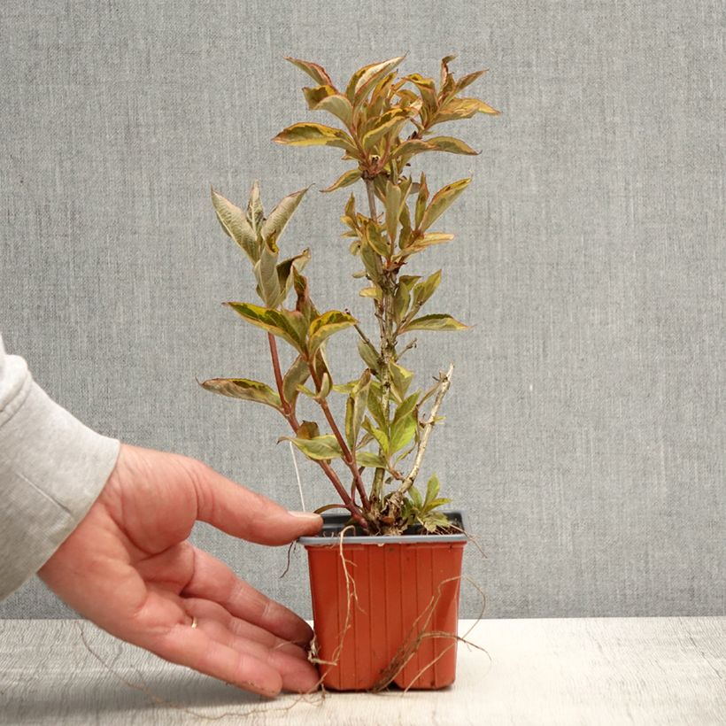 Weigela florida Brigela 8/9 cm pot sample as delivered in spring