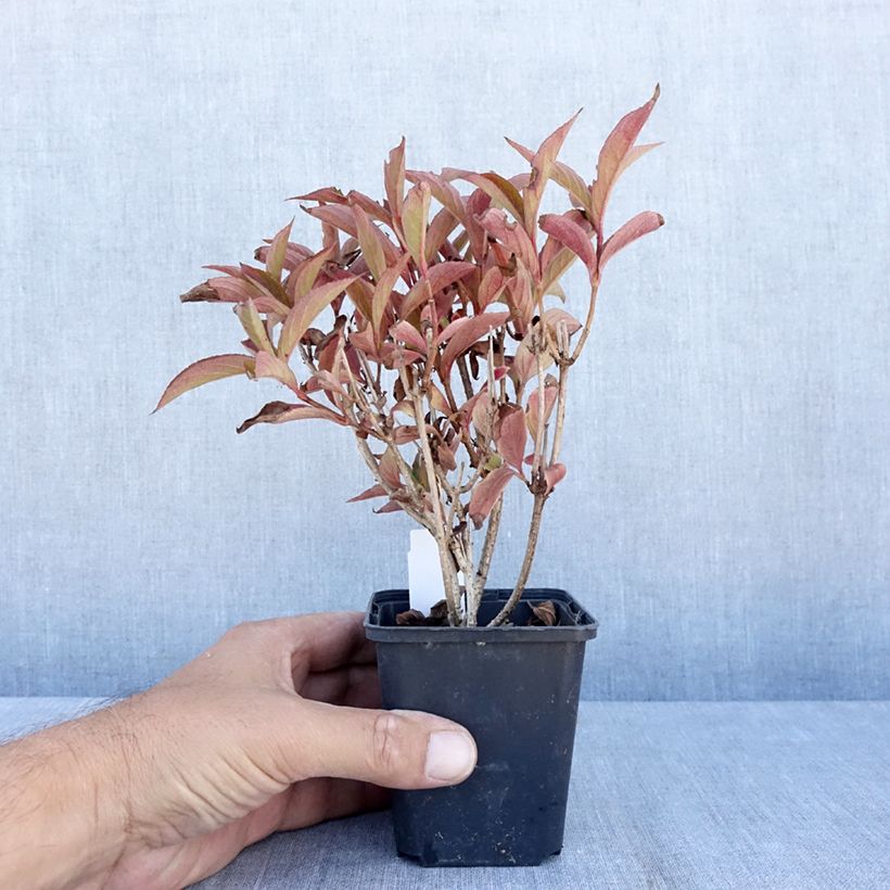 Weigela Bristol Ruby 8/9 cm pot sample as delivered in summer