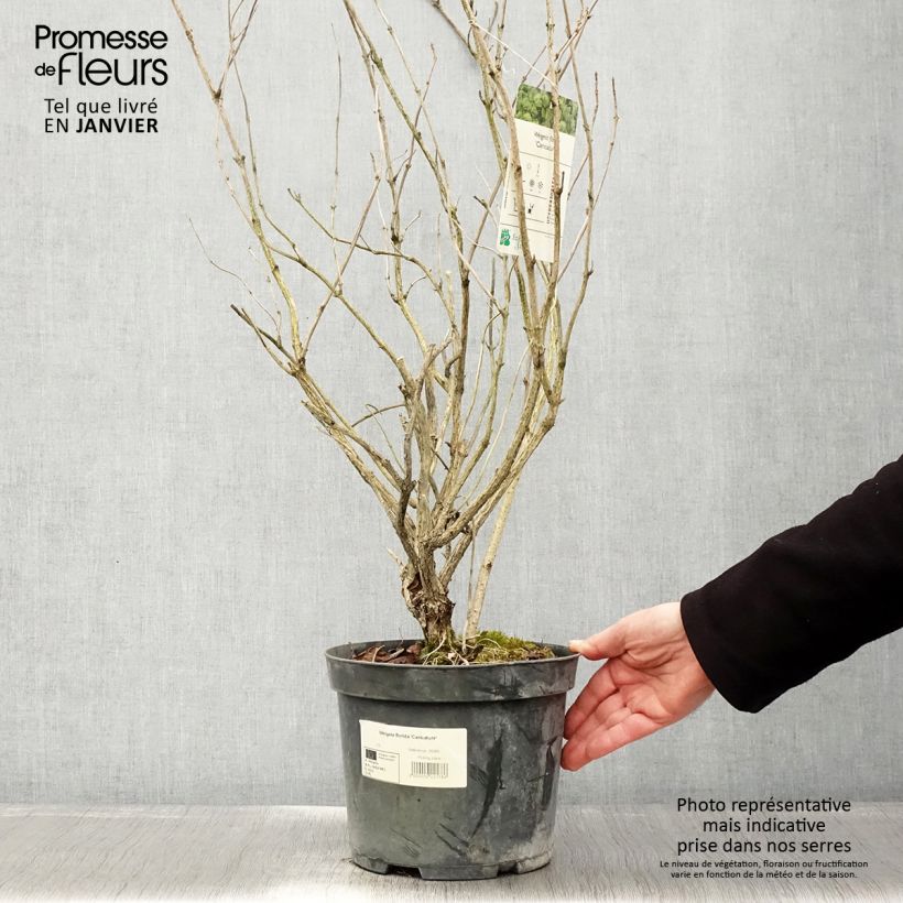 Weigela florida Caricature 4L/5L pot sample as delivered in winter