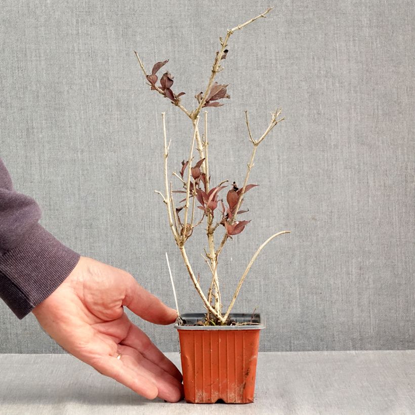 Weigela florida Foliis Purpureis 8/9 cm pot sample as delivered in autumn