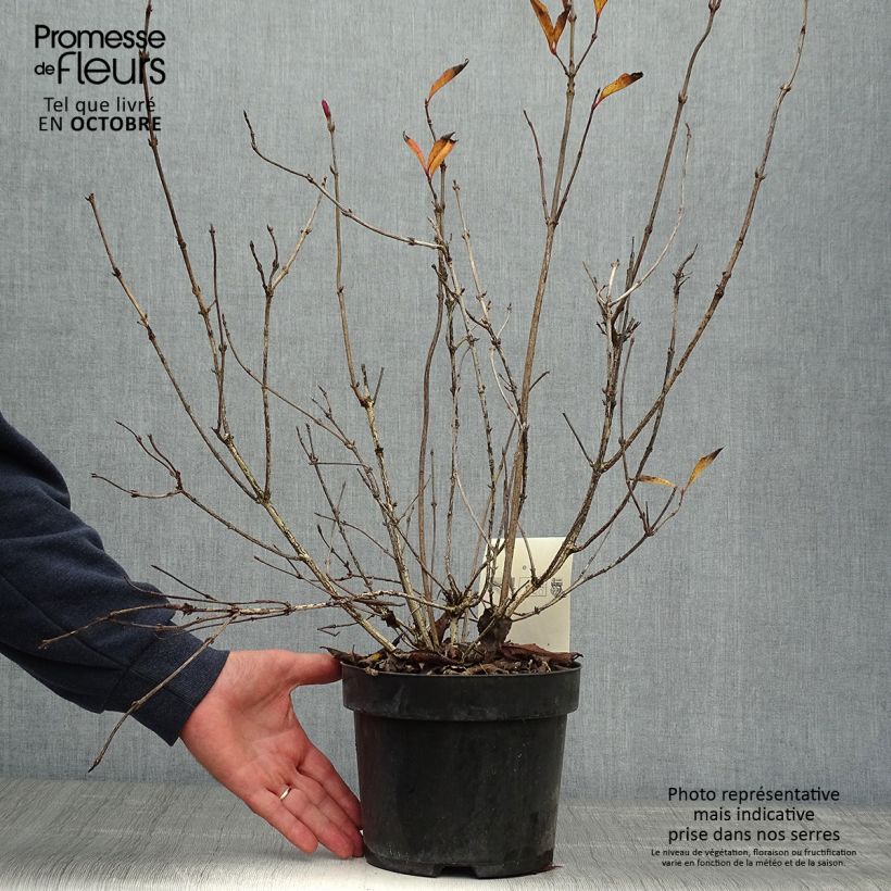 Weigela florida Korea 2L/3L pot sample as delivered in autumn