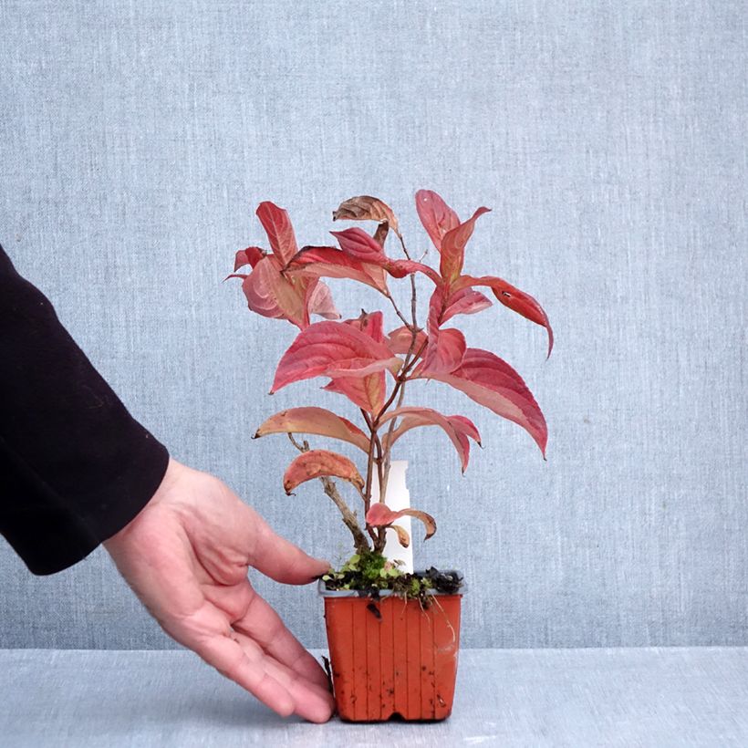 Weigela florida Lime Monster 8/9 cm pot sample as delivered in autumn