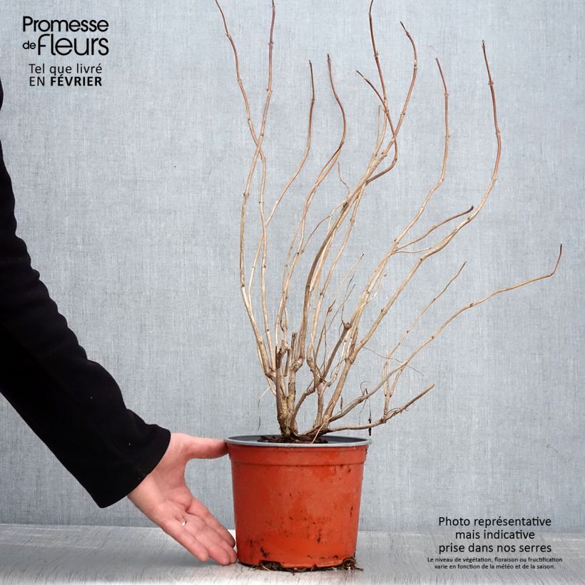 Weigela florida Lime Monster 3L/4L pot sample as delivered in winter